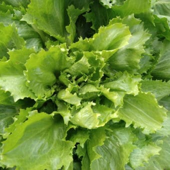 Ascolana Escarole Organic Ascolana Escarole seed