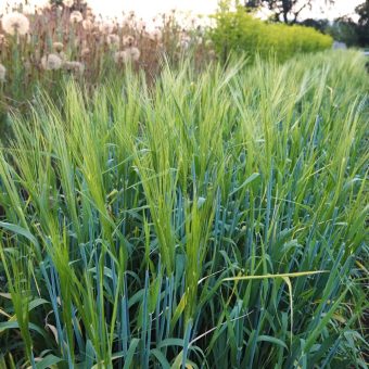 Barley, Lawina Organic Lawina Hulless Barley Seed