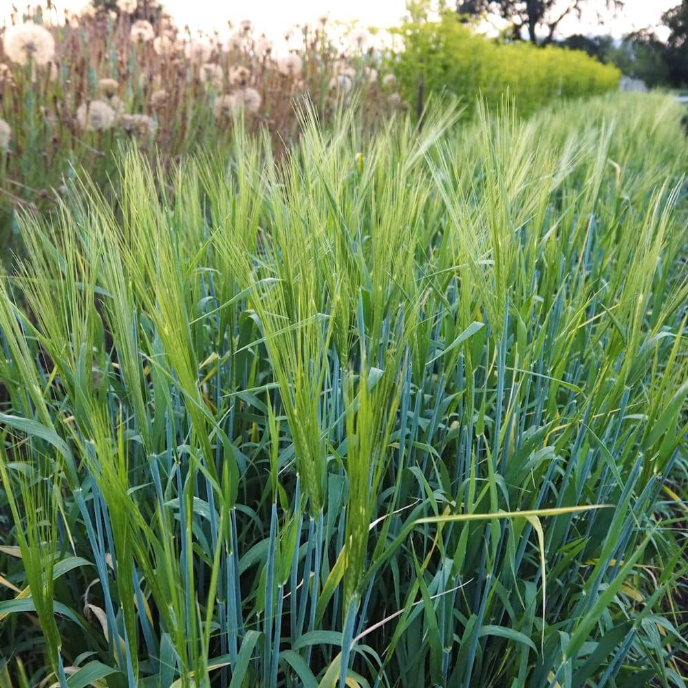 Organic Lawina Hulless Barley Seed