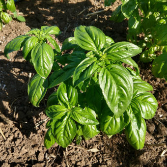 Basil, Siracusa Sweet