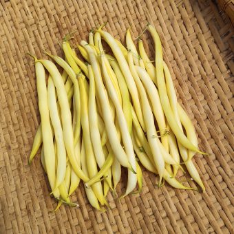Bush Snap Bean Buerre de Rocquencourt Organic seed