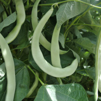 Pole Snap Bean, Scalzo Italian (Organic)