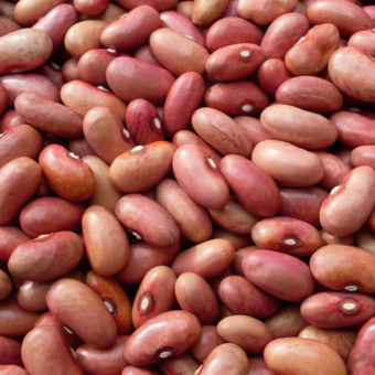 scalzo italian pole bean scalzo italian pole bean