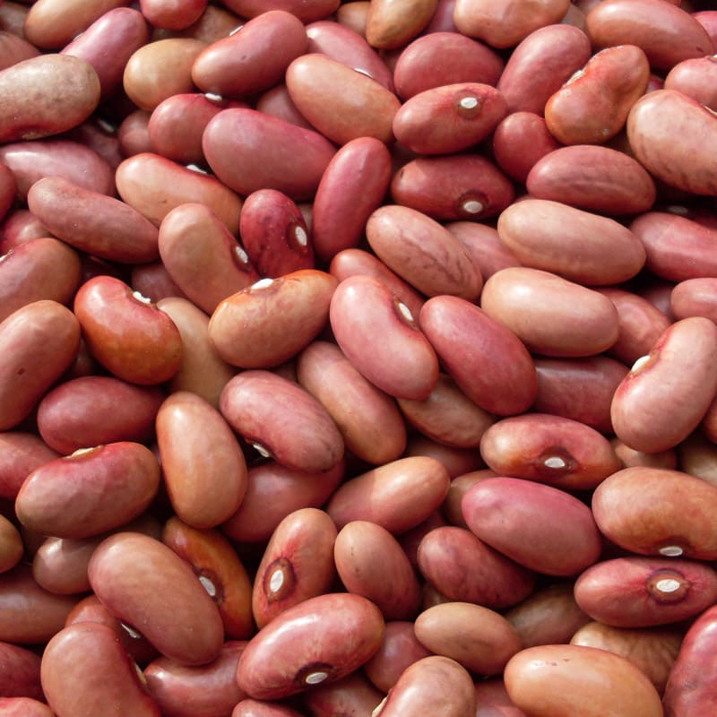 scalzo italian pole bean