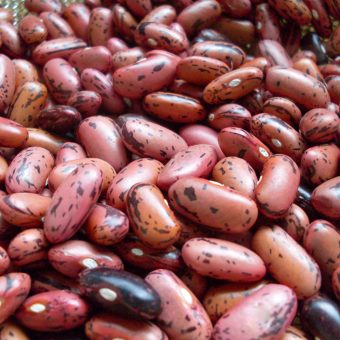Organic Rosso di Lucca Dry Bean seed