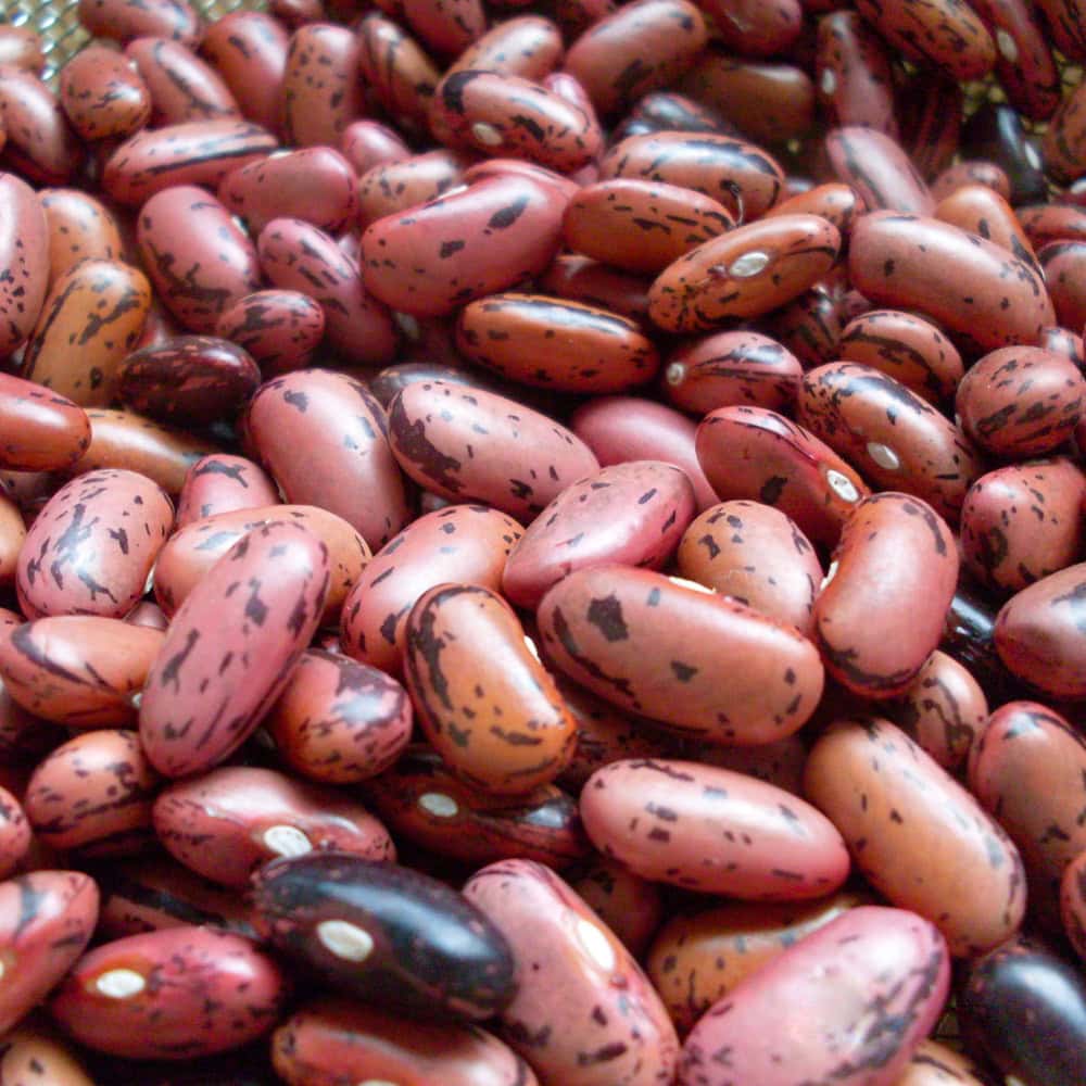 Organic Rosso di Lucca Dry Bean seed