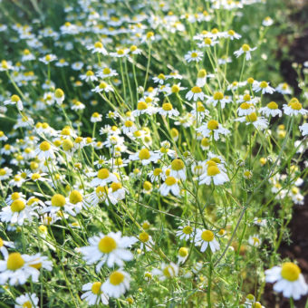 bodegold chamomile Flowers