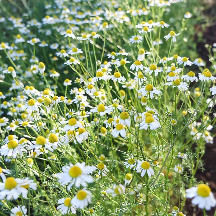 bodegold chamomile Flowers