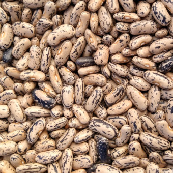 Organic Brighstone bush dry bean seed