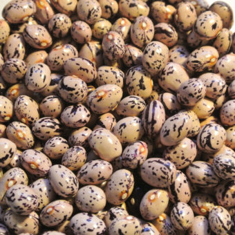 Broughton Astley Polish Bean