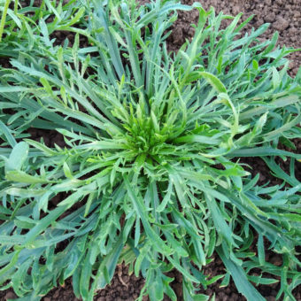 Organic Buckshorn Plantain Seed