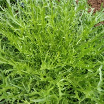 Organic Capellina Endive seed