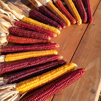 Flint Corn, Cascade Ruby-Gold (Organic)