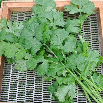Cilantro, Rak Tamachat