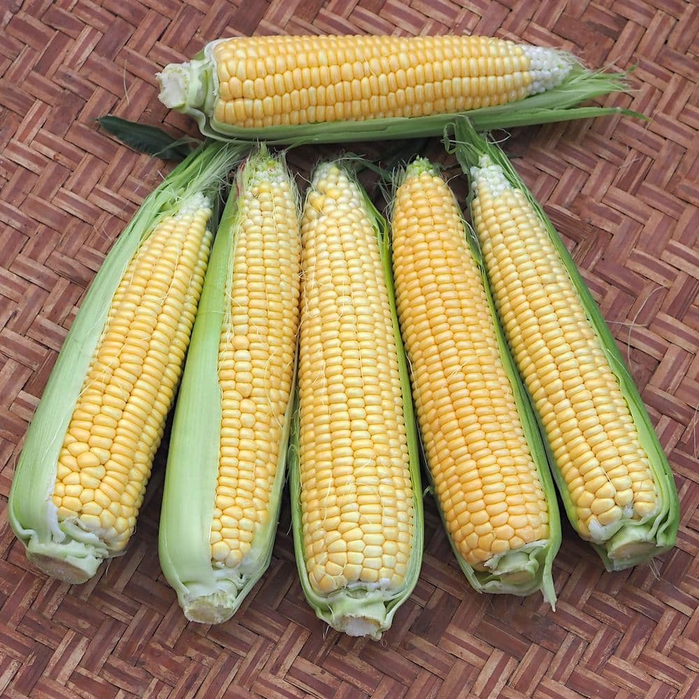 Organic Candy Mountain Sweet Corn Seed