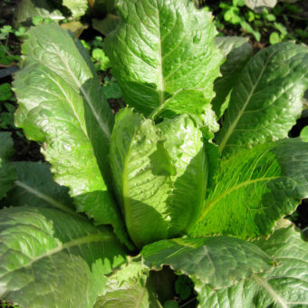 Organic D'Hiver De Sante Marte Lettuce Seeds