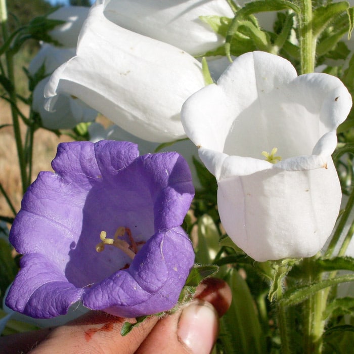 Organic Campanula, Dinner Bells seeds