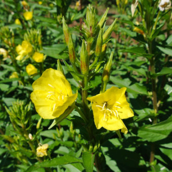 EP1 Evening Primrose