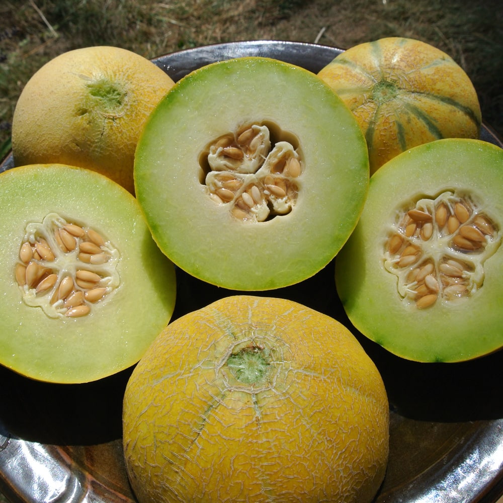 Organic Farthest North Galia Melon Seed
