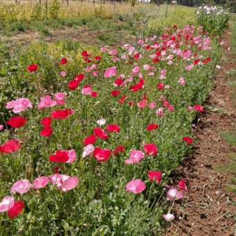 Organic Horton Corn Poppy Mix Seed