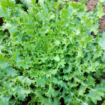 Organic Endive Frisée de Meaux seed