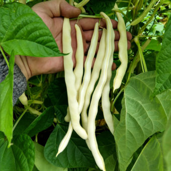 Pole Snap Bean, Gold Nectar (Organic)