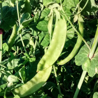 Green Beauty Snow Pea