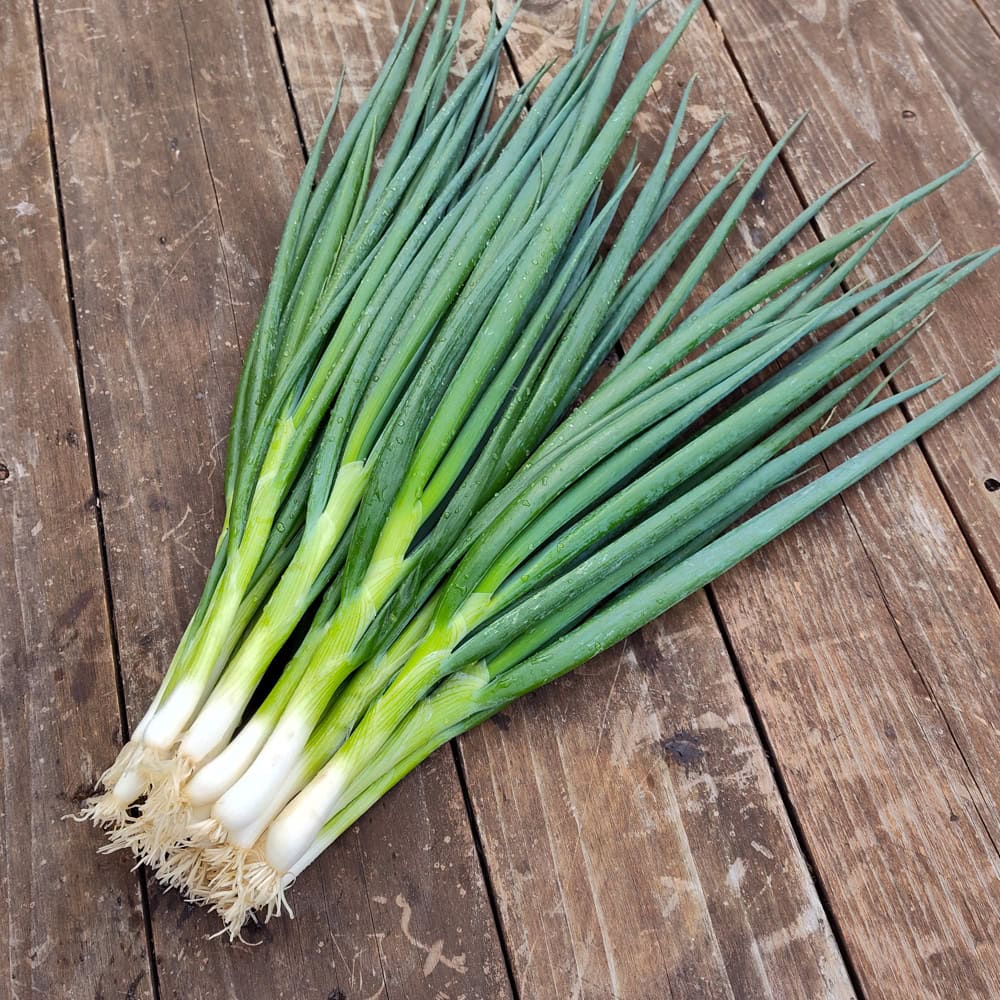 organic White Spear Green Onion seed