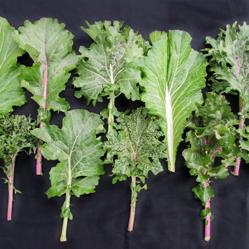 Organic Gulag Stars Kale seeds