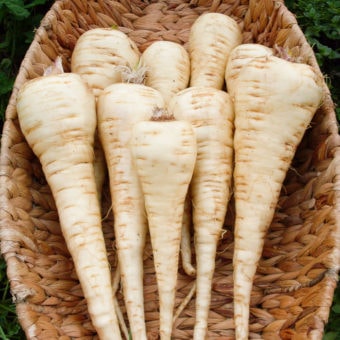 Parsnip, Halblange Weisse SE (Organic)