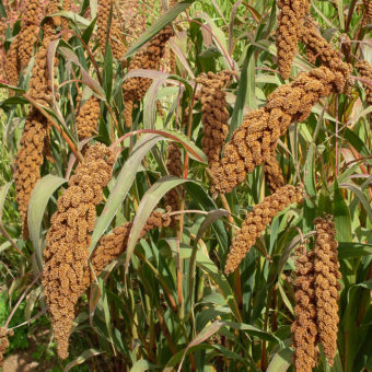 Millet, Hells Canyon (Organic)