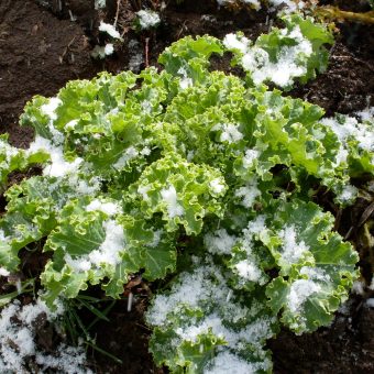 Pentland Brig Kale Organic Pentland Brig Kale Seed