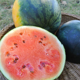 Watermelon, Katanya (Organic)