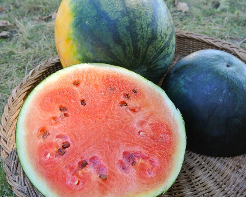 Watermelon, Katanya (Organic)