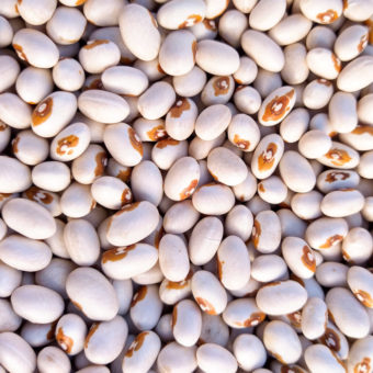 Organic Kenearly Yellow Eye Bush Dry Bean seed