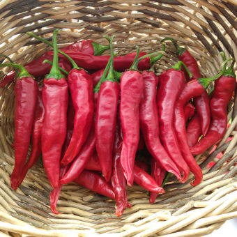 Organic Korean Hot Pepper Seed