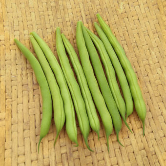 Bush Snap Bean, Labrador (Organic)