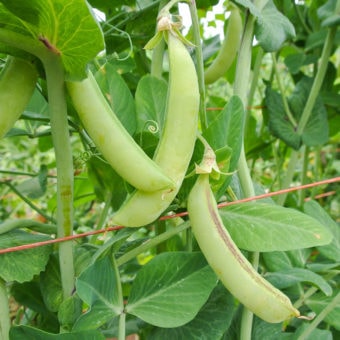 Organic Magnolia Blossom Sugar Snap Pea seed