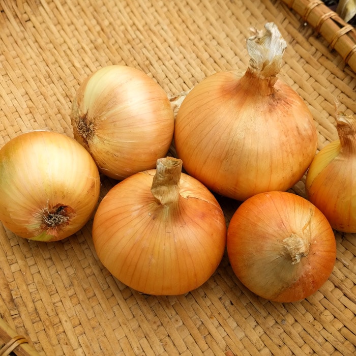 Onion, Maria Nagy's Transylvanian Yellow (Organic) - Image 2