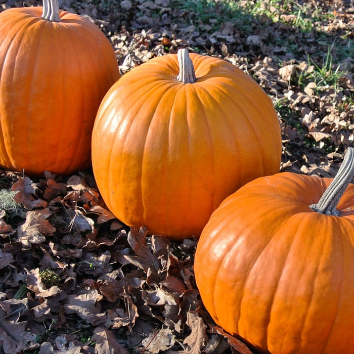 Pumpkin, Montana Jack (Organic)
