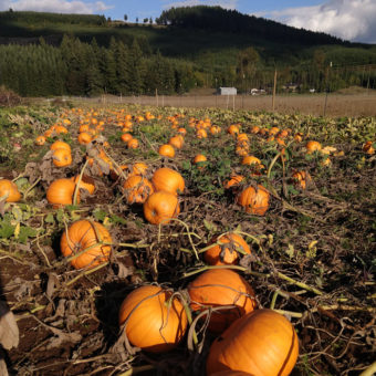 Montana Jack Pumpkin