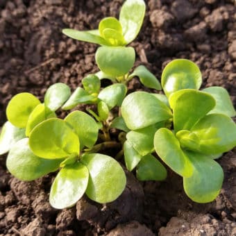 Organic Munich Purslane seed