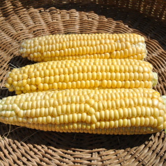 Sweet Corn, New Mama Super Sweet (Organic)