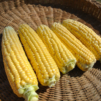 Sweet Corn, New Mama Super Sweet (Organic)
