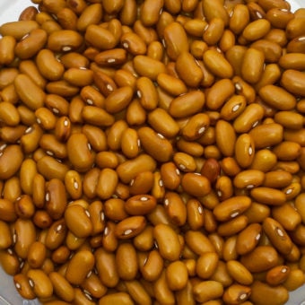 Bush Dry Bean, Öland Swedish Brown (Organic)