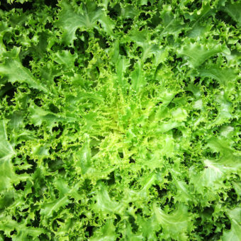 Pancallieri A Costa Bianca Endive