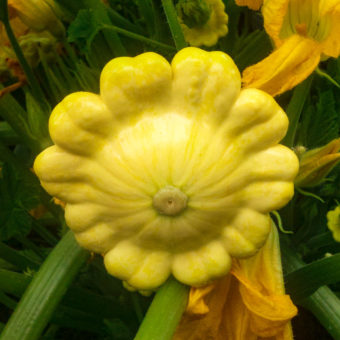 Summer Squash, Patisson Golden Marbre organic Patisson Golden Marbre Scallop summer squash