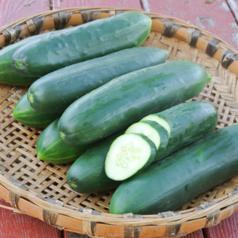 Organic Poinsett 76 Cucumber Seed