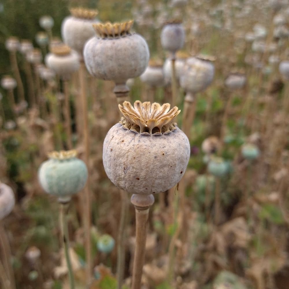 Organic Food Not Lawns Remix Poppy Seed