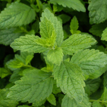 organic Quedlinburger Niederliegende lemonbalm seed